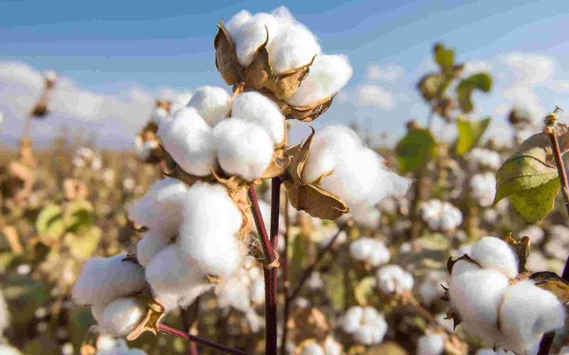 Premium quality cotton for textile industry