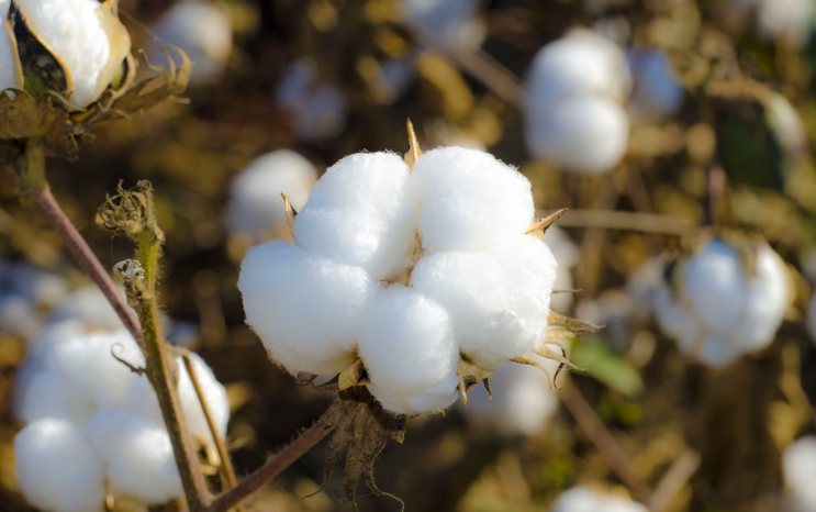 Premium cotton bales and fiber quality