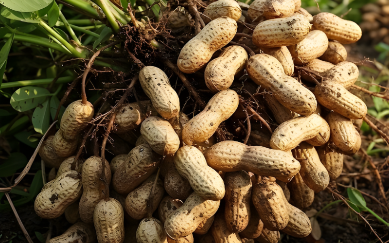 Premium quality Groundnuts for export